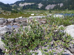 Salix commutata