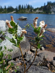 Salix commutata