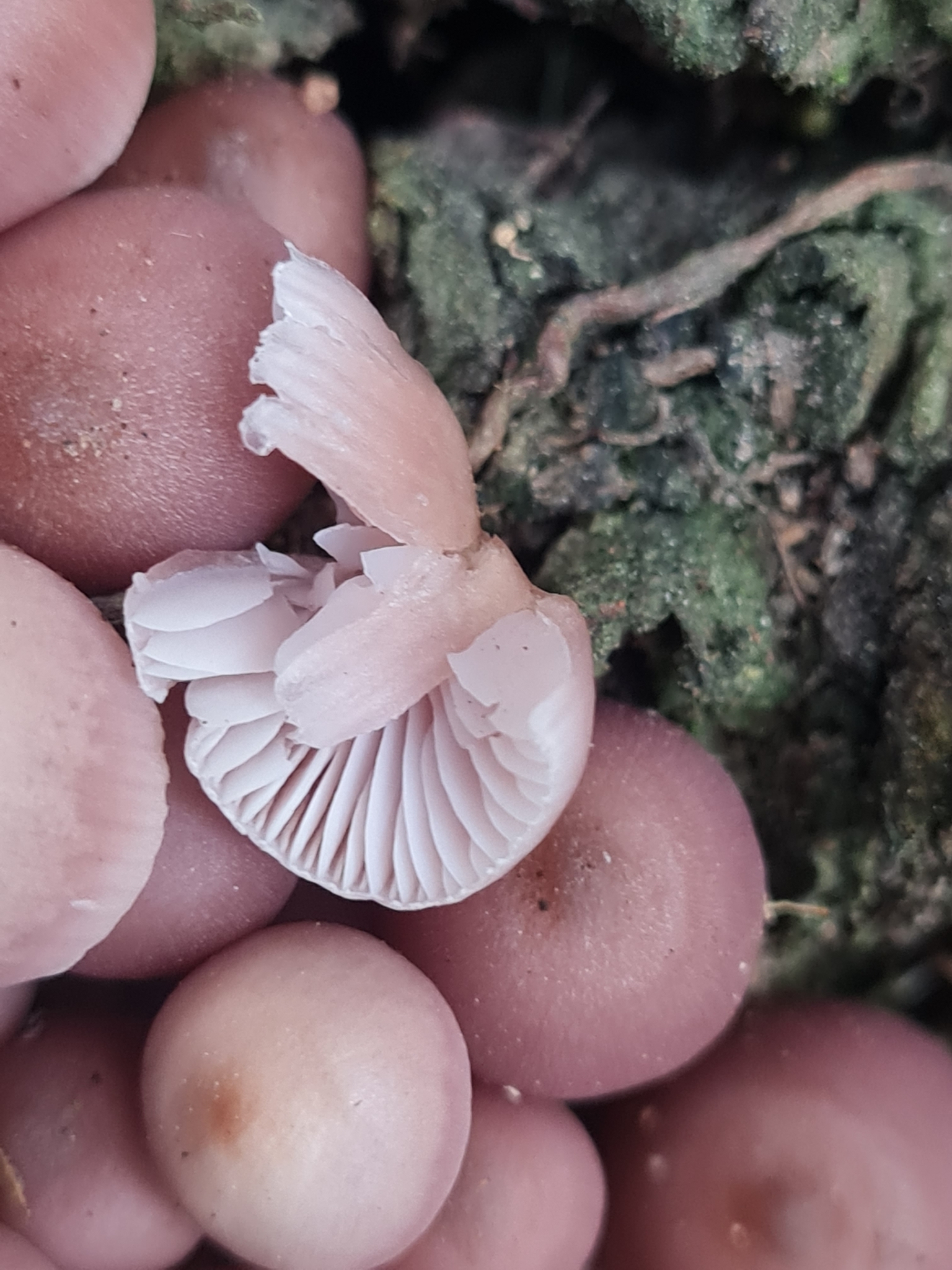 Mycena clarkeana