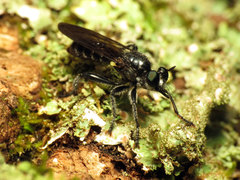 Laphria canis