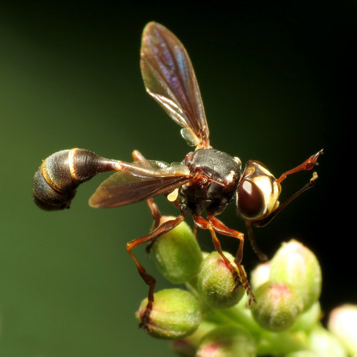 Physocephala sagittaria photo 2