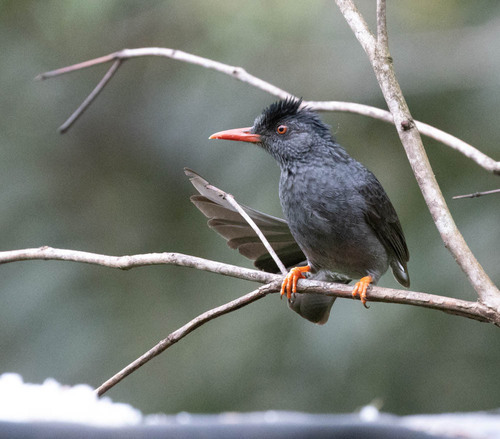 Square-tailed Bulbul (Hypsipetes ganeesa), photo 9
