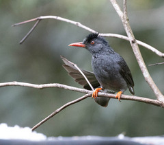 Square-Tailed Bulbul photo 3
