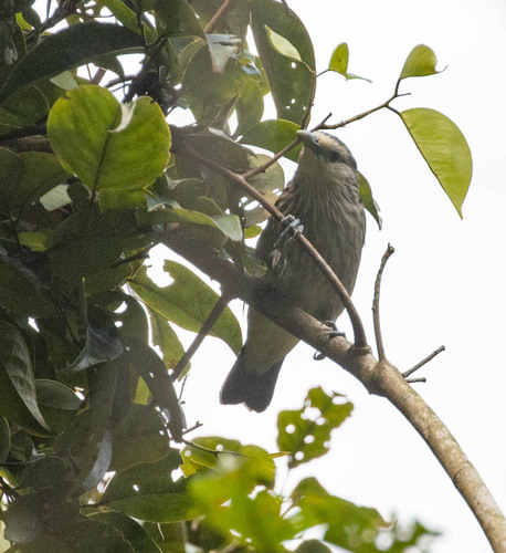White-faced Starling (Sturnornis albofrontatus), photo 4