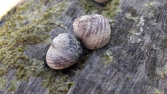 Diloma subrostratum