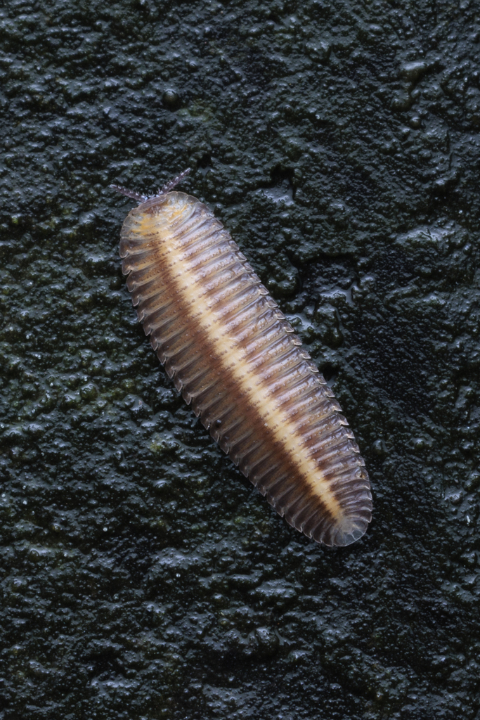 Siphonocryptida