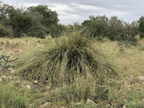 Nolina micrantha