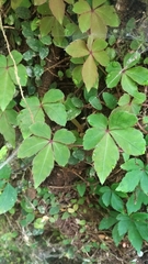 Tetrastigma obtectum glabrum