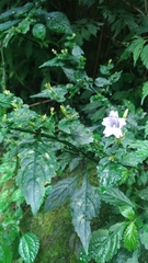 Strobilanthes flexicaulis