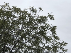 Juglans microcarpa