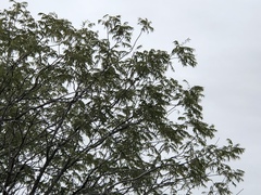 Juglans microcarpa