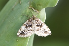 Enchoria lacteata