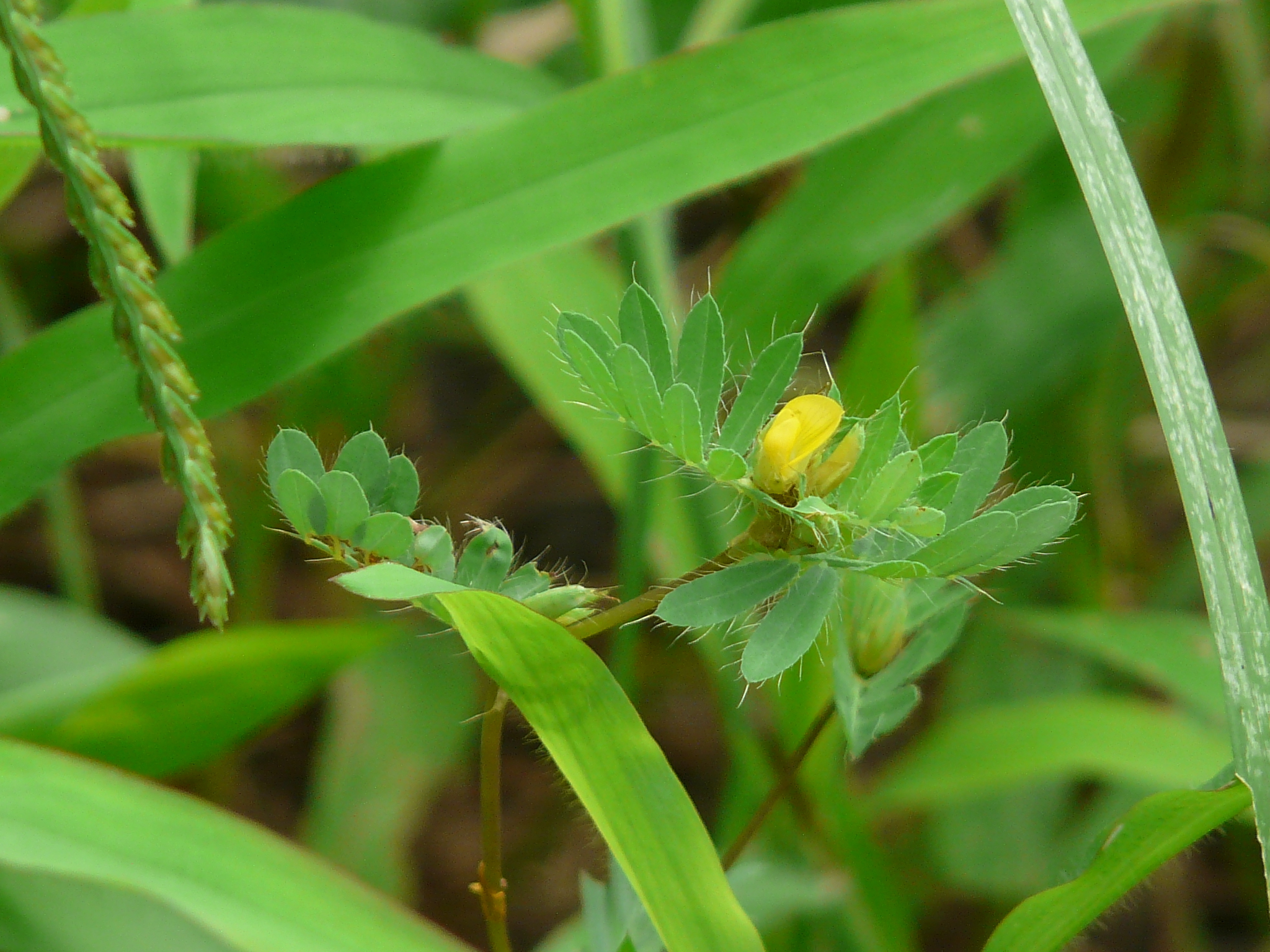 Smithia conferta Sm.