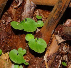 Corybas grumulus