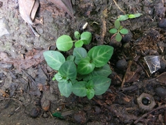 Lepidagathis inaequalis