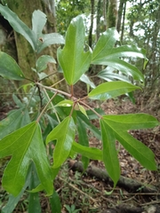 Dendropanax dentiger