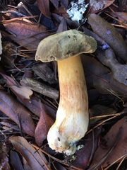 Boletus subtomentosus image