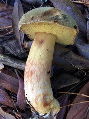 Boletus subtomentosus image