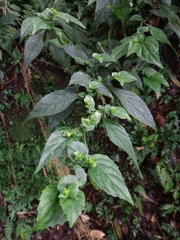 Strobilanthes flexicaulis