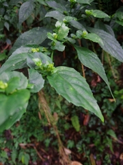 Strobilanthes flexicaulis