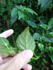 Strobilanthes flexicaulis