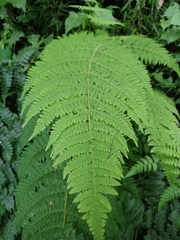 Dryopteris peranema