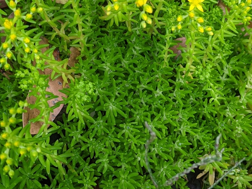 Image of Mexican Stonecrop (Sedum mexicanum) by (c) Tzu-Neng Yuan, some rights reserved (CC BY)
