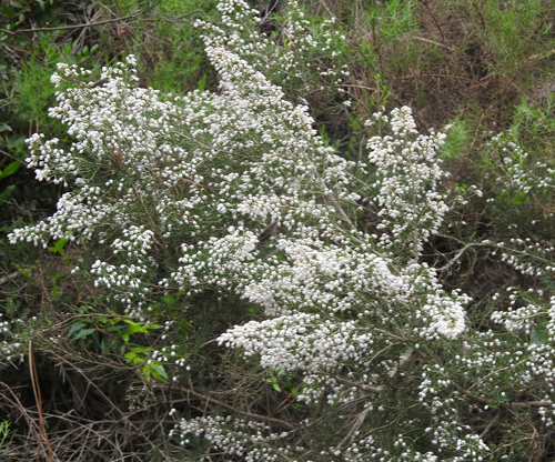 Avistamiento Erica arborea