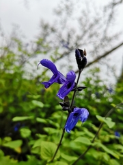 Salvia guaranitica