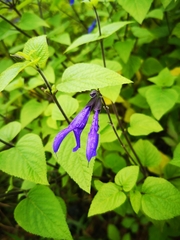Salvia guaranitica