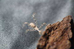 Stenolemus fraterculus