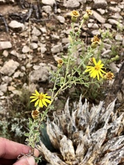 Hairy False Golden Aster (Heterotheca horrida)