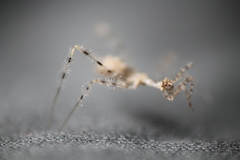 Stenolemus fraterculus