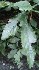 Strobilanthes flexicaulis