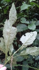 Strobilanthes flexicaulis