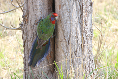 Platycercus elegans elegans