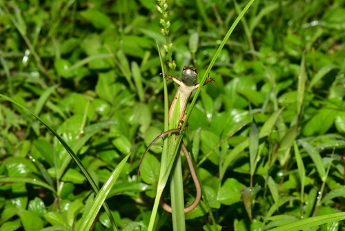 Green-spotted Grass Lizard, Takydromus viridipunctatus