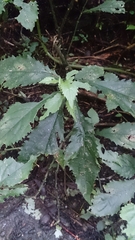 Strobilanthes flexicaulis
