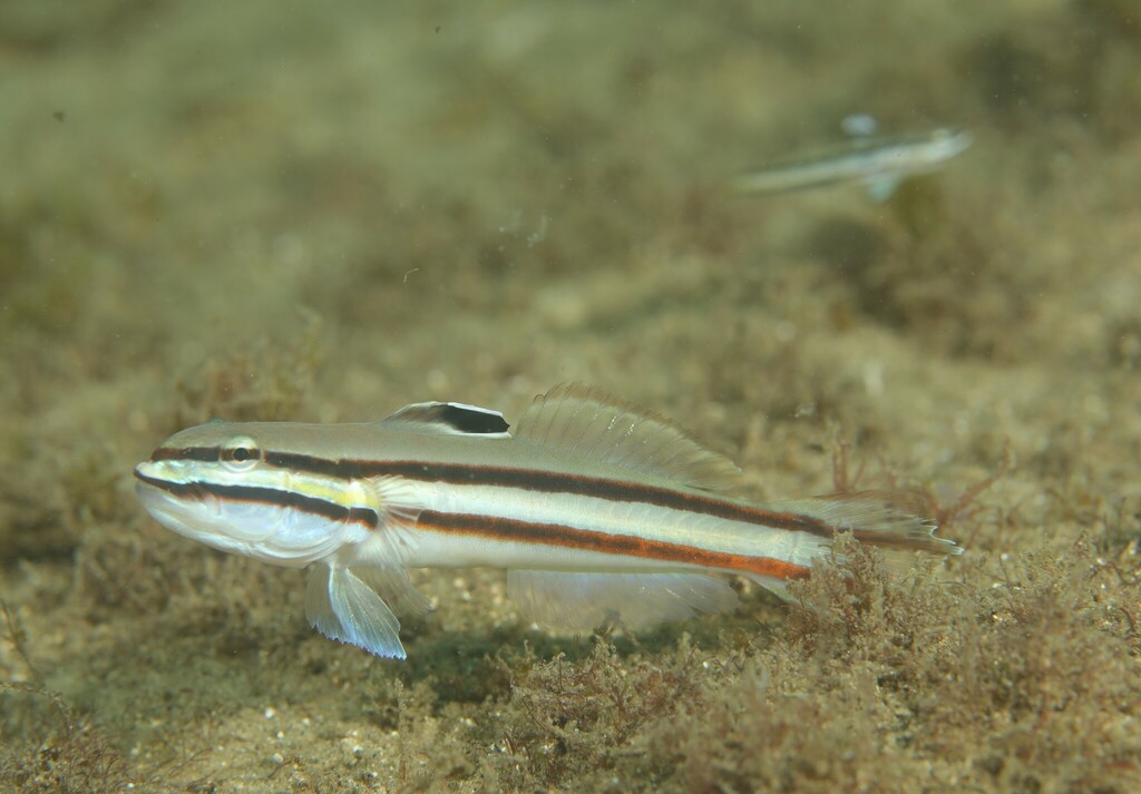 Railway sleeper goby (Valenciennea helsdingenii) — Gobiidae