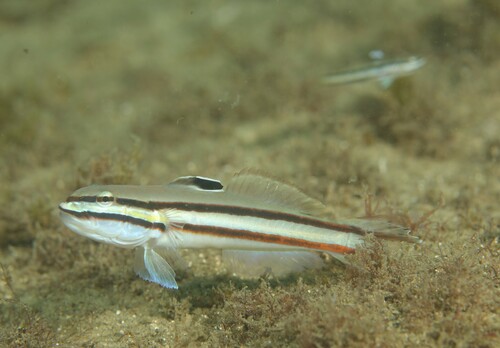 Railway sleeper goby (Valenciennea helsdingenii) — Gobiidae