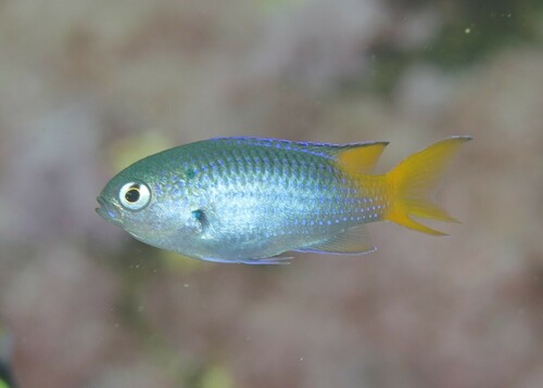 Neopomacentrus azysron (Bleeker, 1877)