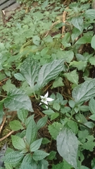 Lycianthes lysimachioides