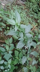 Lycianthes lysimachioides