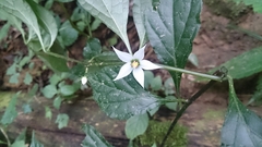 Lycianthes lysimachioides