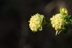 Pimelea flava flava
