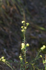 Pimelea flava flava