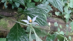 Lycianthes lysimachioides