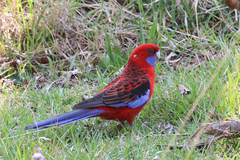 Platycercus elegans elegans