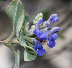Salvia candicans