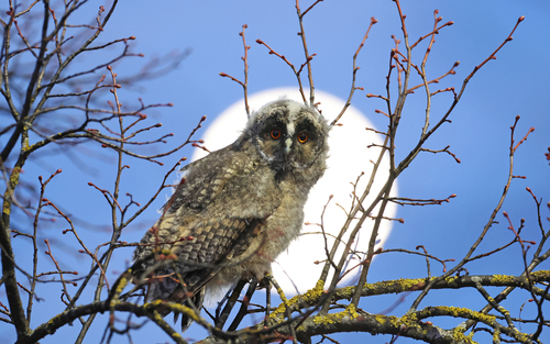Long-eared Owl (Asio otus)